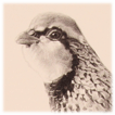 French Partridge drawing